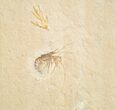 World Class Fossil Shrimp (Aeger tipularius) - Solnhofen #15624-1